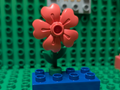 Duplo flowers